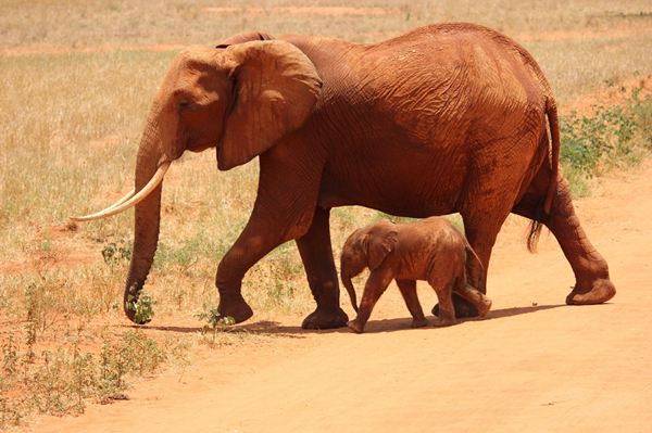 elephant-cub-tsavo-kenya-66898_