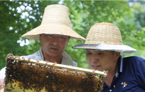 2014年，家中传来父亲因病需动手术的消息。魏兴旺和家人商议后，决定返乡照料父亲。期间，面对霞阳村良好的生态环境，魏兴旺想起了在湖南经商时遇到的养蜂师傅曾说过好山水产好蜜的话，便打起了蜜蜂养殖的主意。图为魏兴旺在养蜂基地查看蜜蜂生活环境。