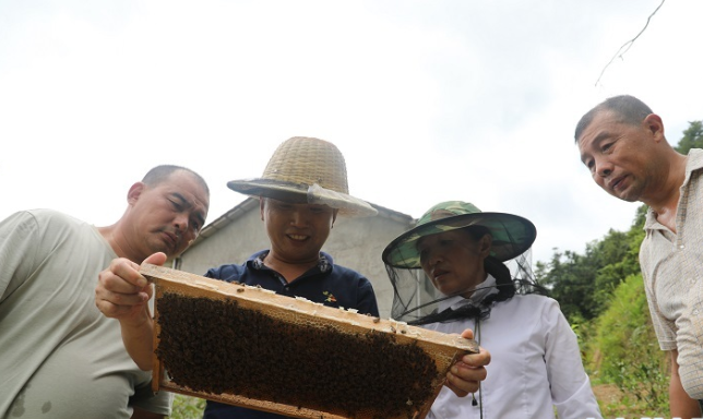 说干就干，一向雷厉风行的魏兴旺当即就用自己剩余的10万元积蓄从外地购买了120箱蜂种，开始了自己的养蜂之旅。图为魏兴旺在养蜂基地查看蜜蜂产蜜情况。