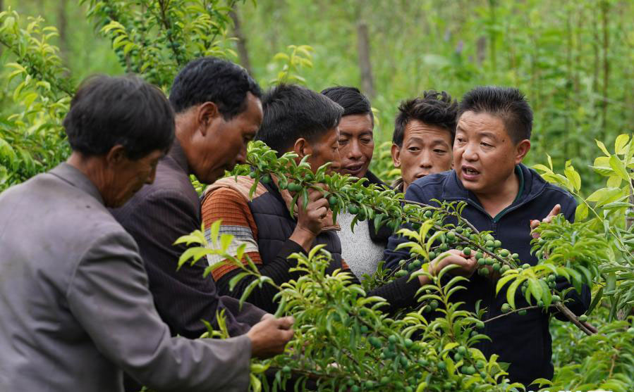 派驻到布拖县觉撒乡的帮扶干部杨永林（右一）在博作村带领村民查看茵红李挂果情况（6月22日摄）。