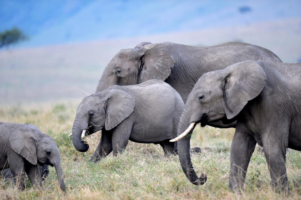 2021年8月30日在肯尼亚马赛马拉国家保护区拍摄的大象。　　新华社记者董江辉 摄