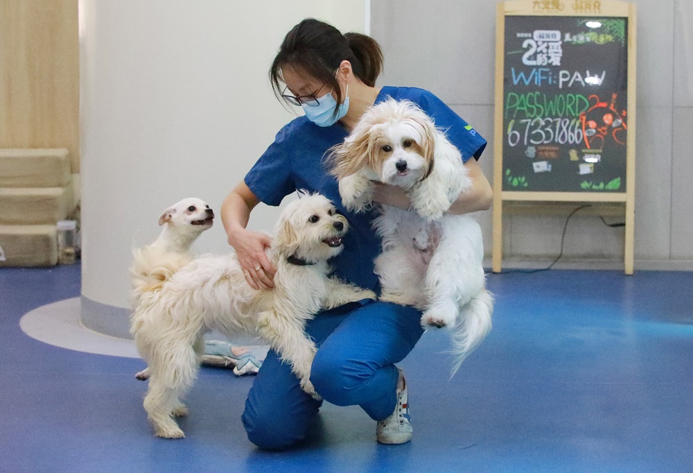 5月9日，在上海市黄浦区青莲街的宠物医院内，虞喆在和宠物狗们玩耍。图片来源：中国日报 记者朱兴鑫 摄