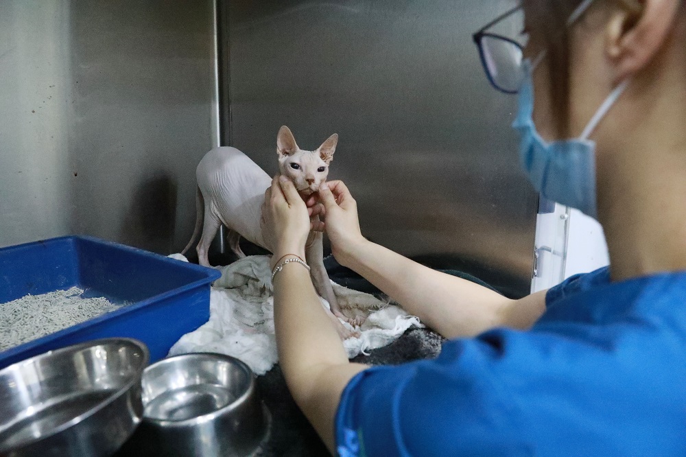 5月9日，在上海市黄浦区青莲街的宠物医院内，虞喆抚摸宠物猫的脸。图片来源：中国日报 记者朱兴鑫 摄
