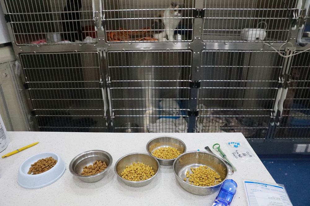 5月9日，在上海市黄浦区青莲街的宠物医院内，虞喆为宠物们准备的晚餐。图片来源：中国日报 记者朱兴鑫 摄