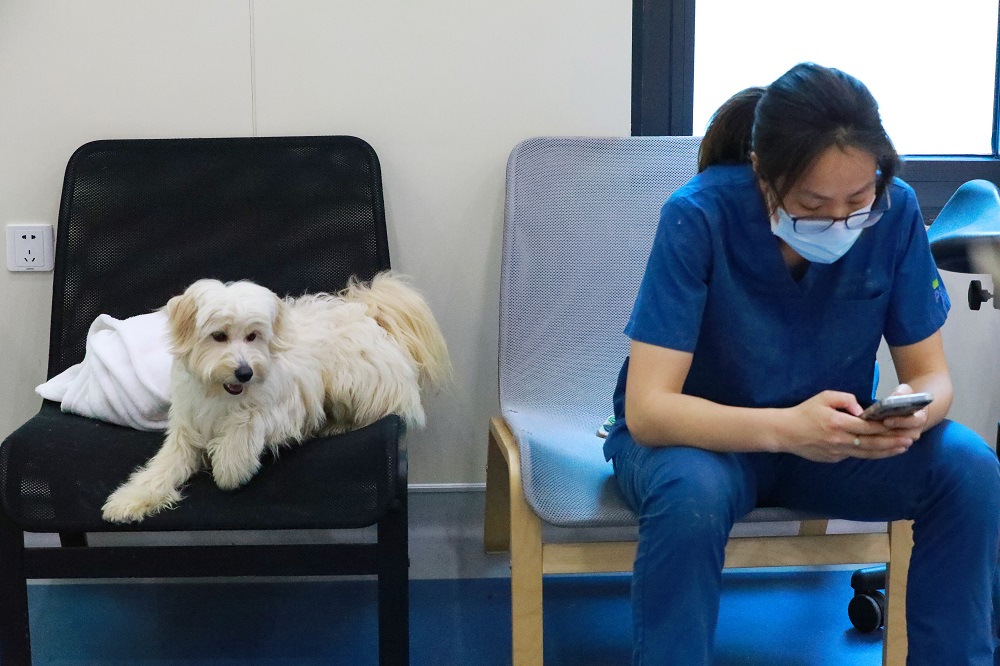 5月9日，在上海市黄浦区青莲街的宠物医院内，虞喆在休息间隙查看手机消息。图片来源：中国日报者朱兴鑫 摄